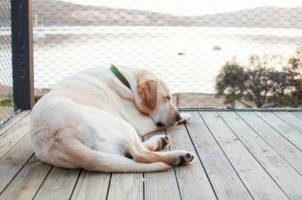 dog sitting on patio